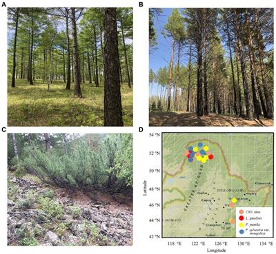 Radial Growth of Trees Rather Than Shrubs in Boreal Forests Is Inhibited by Drought